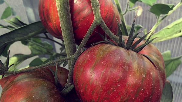 10 СОРТОВ ТОМАТОВ - ИТОГИ, ПЛЮСЫ И МИНУСЫ. смотреть онлайн