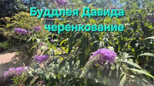 Укоренились черенки Буддлеи. Приживаемость 100%. Посажу новые кустики.