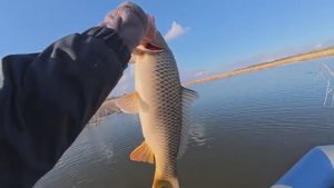 Ловля сазана и крупного карася на поплавок в зарослях камыша. Рыбалка на удочку.