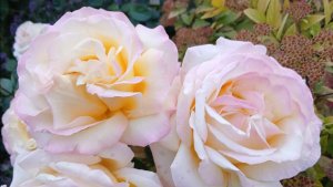 День рождения внучки. Как быстро время побежало.