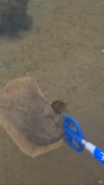 Стреляю камбалу в заливе смотреть онлайн