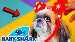 Новогодняя детская песня Акуленок Беби Шарк или Baby shark Christmas