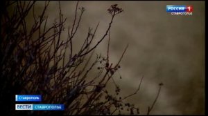 Погода на Ставрополье переходит на зимний режим