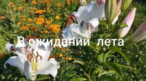 Звуки природы . Пение птиц,  цветы , бабочки.