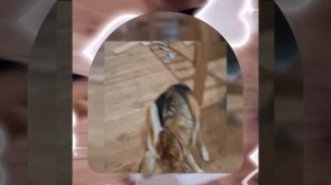 1000043314.mp4 (Собака наблюдает за лайфхаками при строительстве дома А-фрейм)