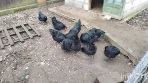 Куры Джерсийский гигант!  Пополнение в хозяйстве! Жизнь на юге.
