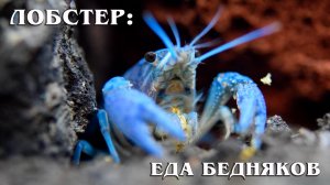 Лобстер: Омар, Лангуст, Краб или Рак | Интересные факты про морских обитателей