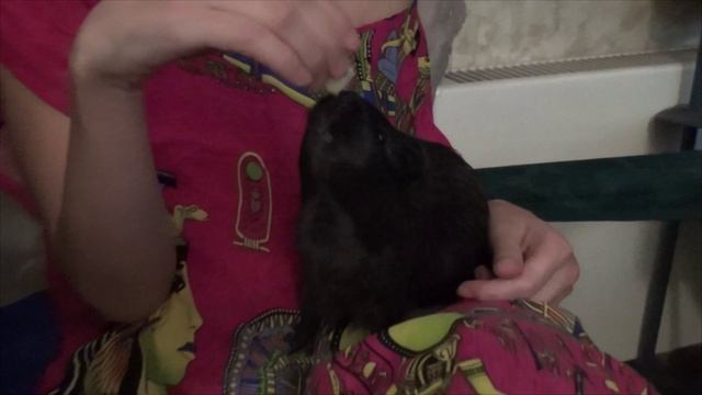 Блэкки башенка 12окт2021