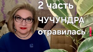 ЧУЧУНДРА отравилась❗