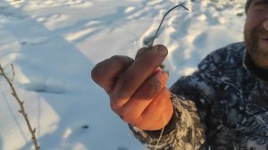 Открытие сезона по налиму. Разогнул крючек.