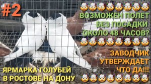 🤯🤯🤯 Продолжительность полёта около 48 часов! Возможно?! Заводчик утверждает, что ДА! Птичий рынок