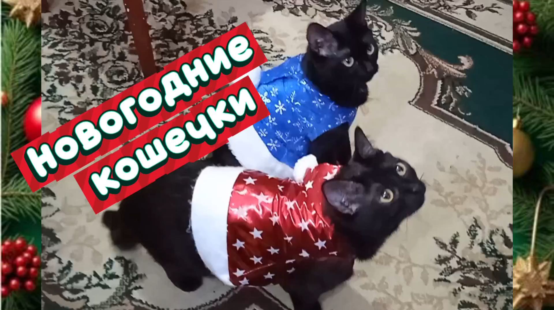 Новогодние кошечки. смотреть онлайн