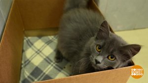 Кошка, к нам гости! Доброе утро. Фрагмент выпуска от 23.12.2025