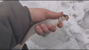 Проверил хариуса в деревне