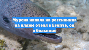 Мурена напала на россиянина на пляже отеля в Египте, он в больнице