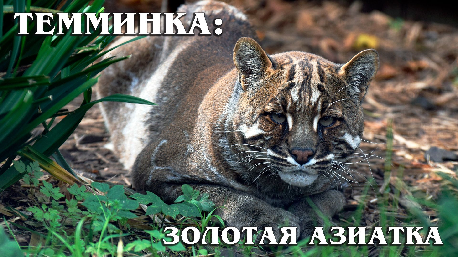 Кошка Темминка: Свирепая Золотая Кошка | Интересные факты про диких кошек смотреть онлайн