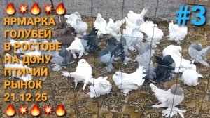 🔥🔥🔥 Ярмарка голубей в Ростове на Дону. Птичий рынок 21.12.25. Часть 3. Pigeons Fair. Bird Market.