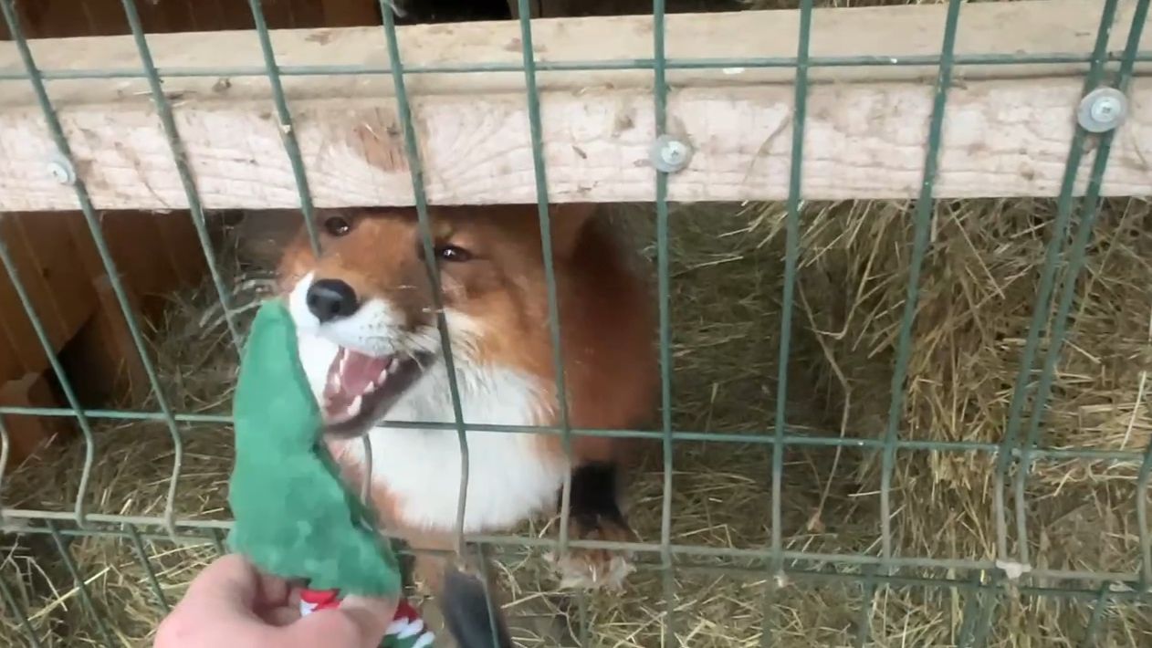 Лиса-Алиса. Елочка для лиса Игниса смотреть онлайн