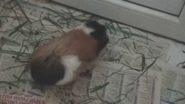 Морские свинки Блэкки и Белочка, Лета окт2021 о дружбе и недружбе