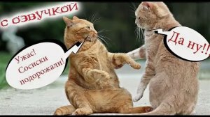 СМЕШНЫЕ КОТЫ! Смешные видео-ОЗВУЧКА! Наши любимые смешные животные ВИДЕО ПРИКОЛЫ