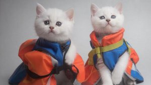 СМЕШНО ДО СЛЕЗ Приколы_с_котами и животными!Лучшие Смешные_коты!_Самые_смешные_животные!