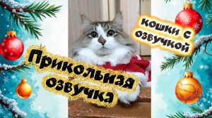 Кошки с озвучкой. Новогодние котики.