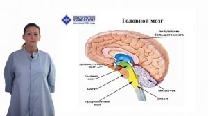 Лекция 4. Нервная система - органическая структура для процессов обучения и воспитания