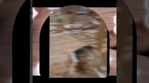 1000043316.mp4 (Собака наблюдает за лайфхаками при строительстве дома А-фрейм)