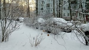 Поездка за продуктами