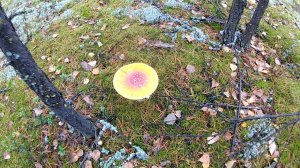 Сбор белого гриба. Много гриба!