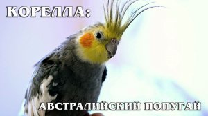 Корелла: Австралийский Попугай | Интересные факты про попугаев корелла