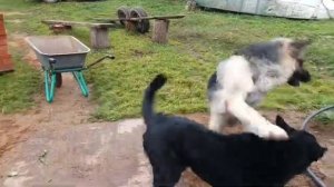 Щенок не подходит по команде ко мне Проблема с подзывом Исправляем ситуацию [get.gt]