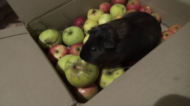 Морская свинка Блэкки и яблоки сент2021