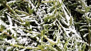 В Твери открылись елочные базары, как выбрать новогоднее дерево