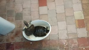 Немного краснухих черепах