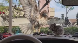 Котёнка чуть не съел Ястреб