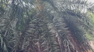 Домохозяйка в отпуске. Вести из Тайланда.Купила растения.