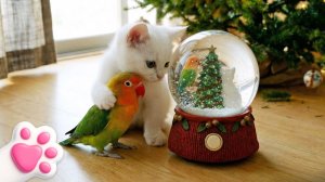 Готовимся к Новому году с котенком Кефиром! Весёлый беспорядок и милые подарки для друзей