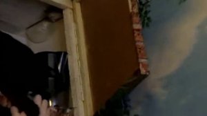 Кошка Люська. Любимое место. Эх, редко туда пускают, только по праздникам.