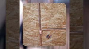 1000043311.mp4 (Собака наблюдает за лайфхаками при строительстве дома А-фрейм)