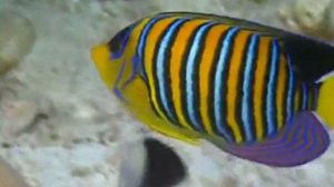 baby Einstein episode (2) world animals