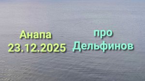 Анапа 23.12.2025 про Дельфинов
