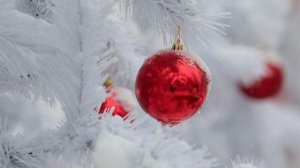 В РФ выявили всплеск мошенничества с «заснеженными елками»