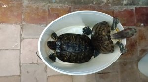 Красноухие черепахи, попытка побега