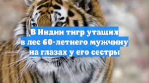 В Индии тигр утащил в лес 60-летнего мужчину на глазах у его сестры