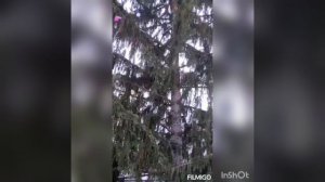 История про ель