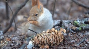 Белка и шишка. Зарисовка