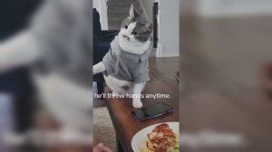 Смешные собаки, коты и другие животные (ч. 8)