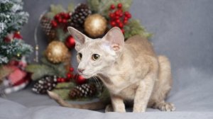 Флора🌺свободна🩷