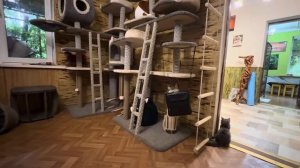 ПЕРВЫЙ РАЗ мы показываем как Анфиса играет с Моной и хорьков Ларой! Девчонкам весело)